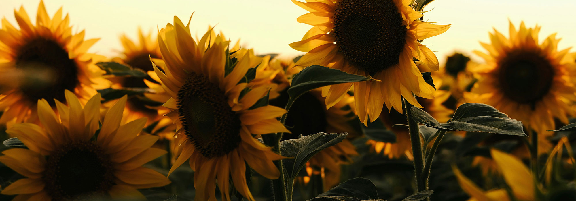 close up of a field of sunflowers